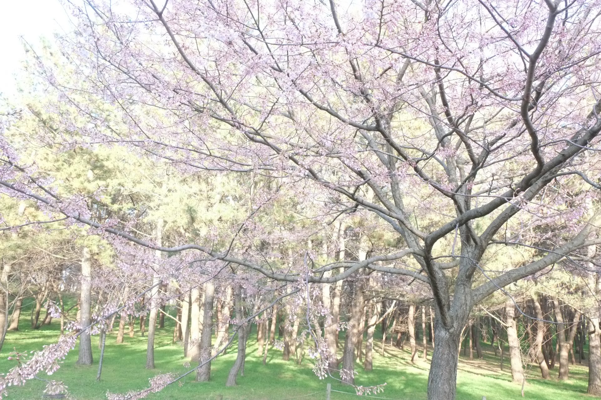 桜の写真